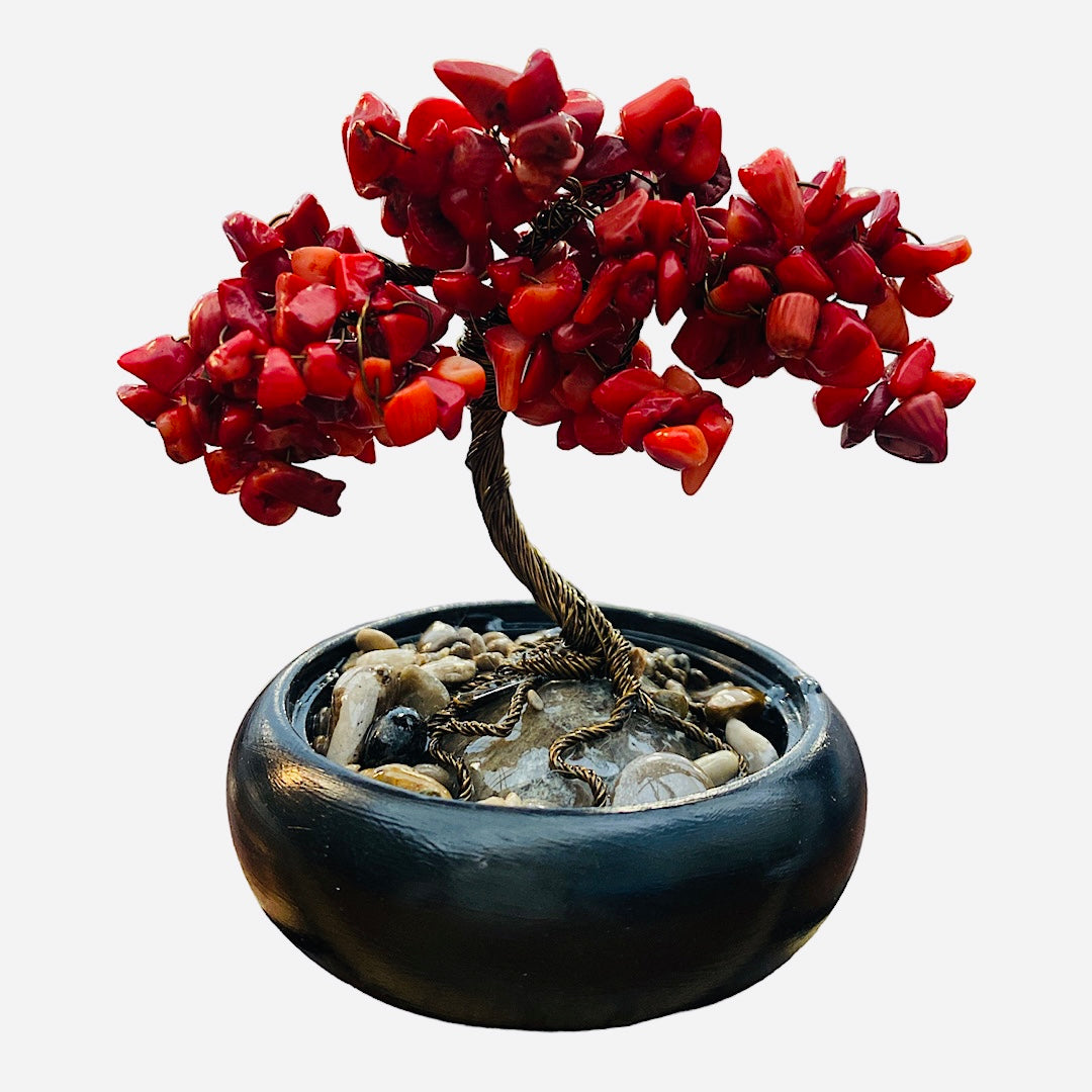 Red Coral Tree in Pot