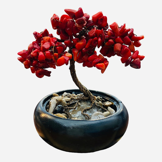 Red Coral Tree in Pot